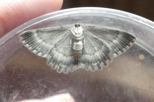 Charissa glaucinaria